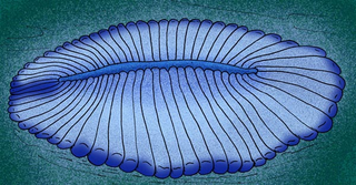 Artist’s reconstruction of Dickinsonia.